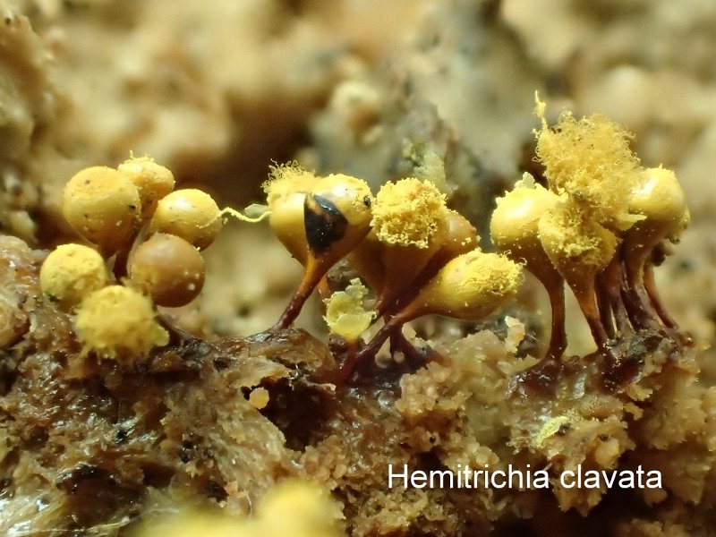 Hemitrichia clavata-amf2017-1.jpg - Hemitrichia clavata ; Syn1: Trichia clavata ; Syn2: Arcyria clavata ; Nom français: Hémitrichie clavée